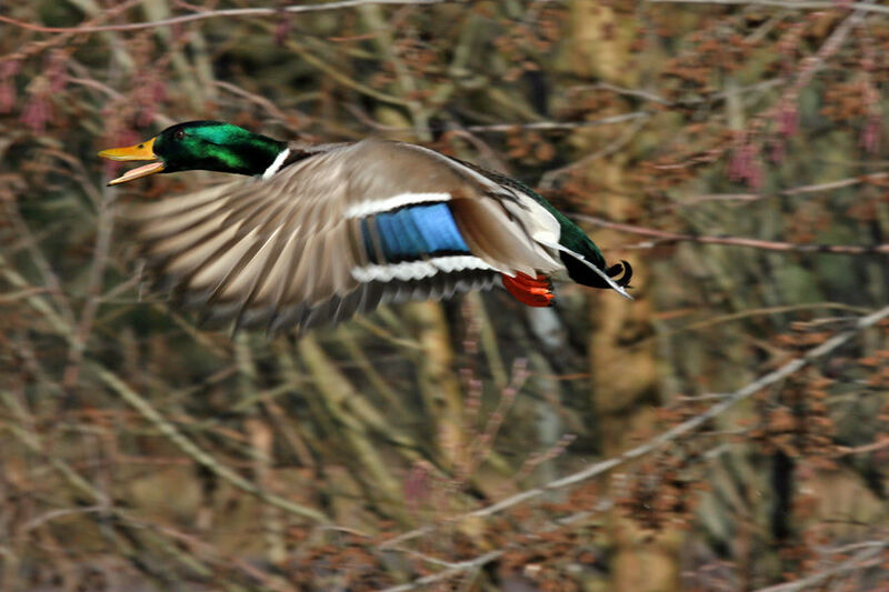 Canard colvert