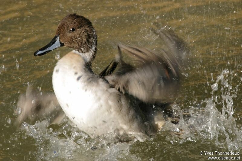 Canard pilet