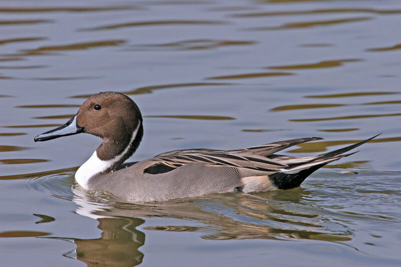 Canard pilet