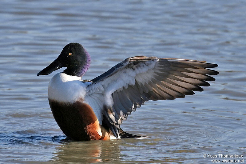 Canard souchet