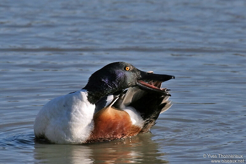 Canard souchet