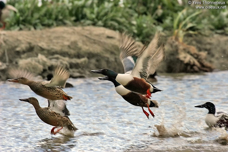 Northern Shoveler