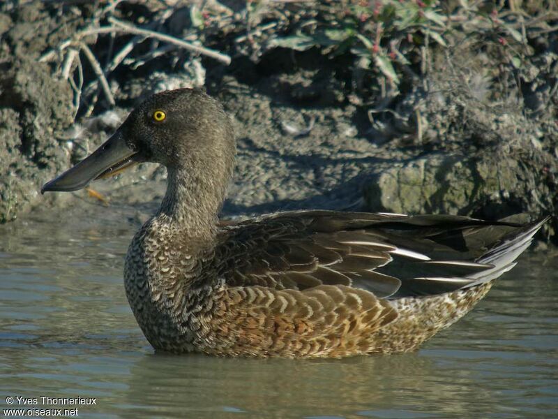 Canard souchet