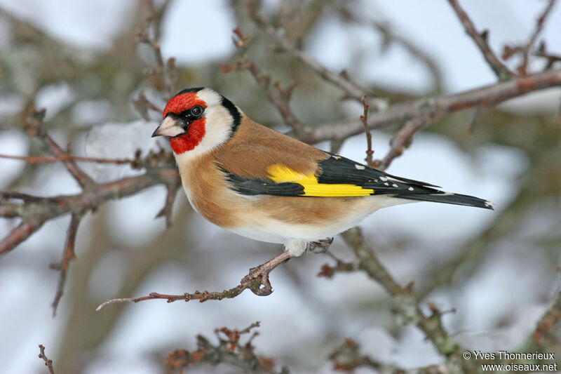 European Goldfinch