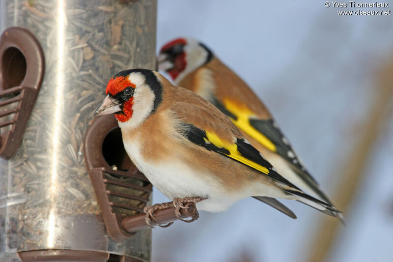 European Goldfinch