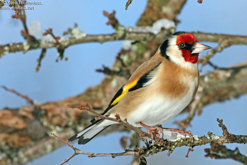 European Goldfinch