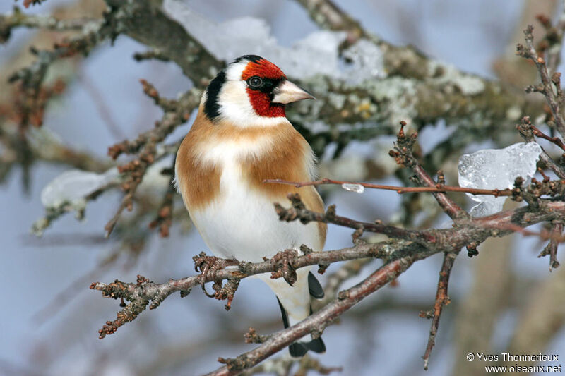 European Goldfinch