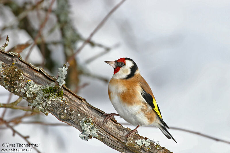 Chardonneret élégant