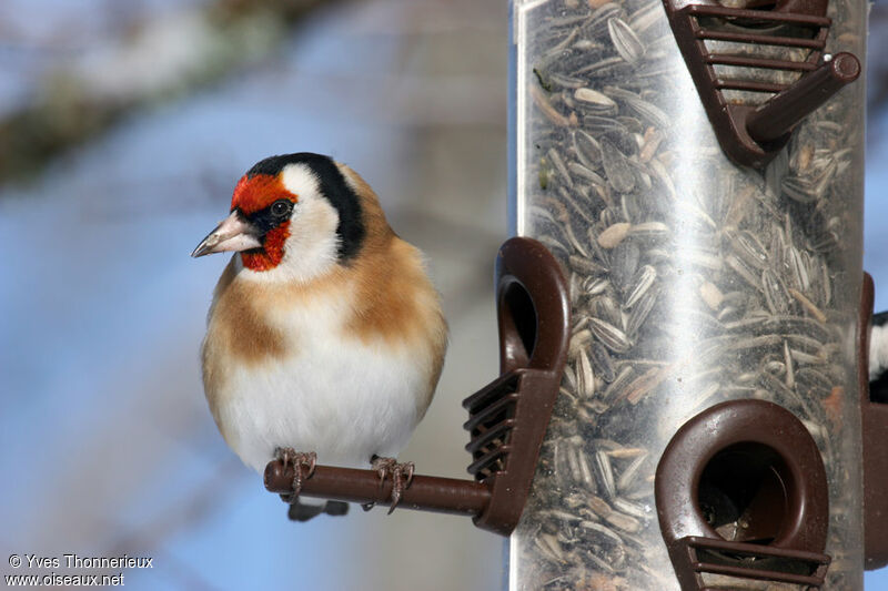 European Goldfinch