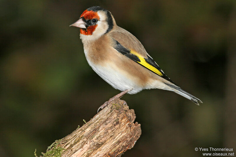 European Goldfinch