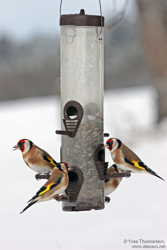 European Goldfinch