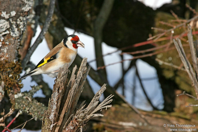 European Goldfinchadult