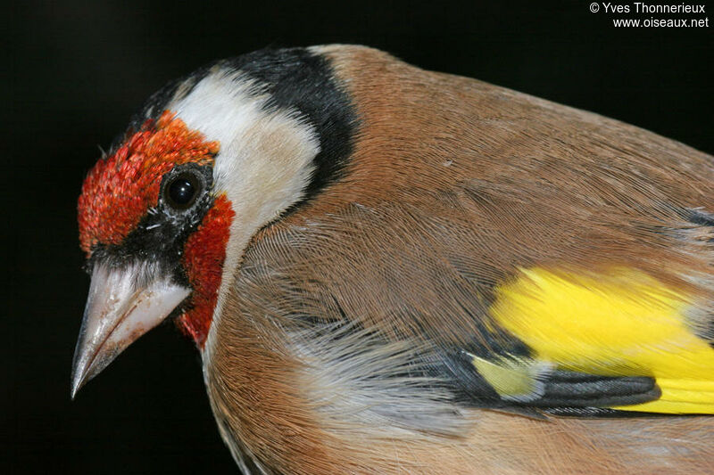 European Goldfinchadult