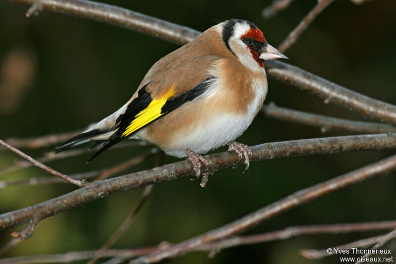 European Goldfinch