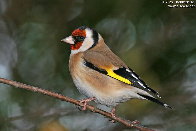 European Goldfinch