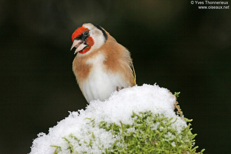 European Goldfinch