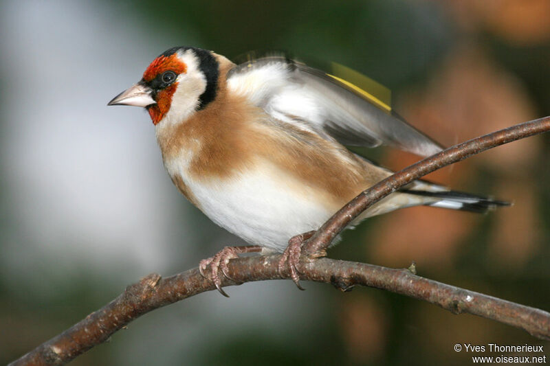 European Goldfinch