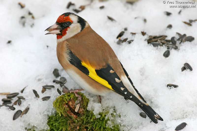 European Goldfinch