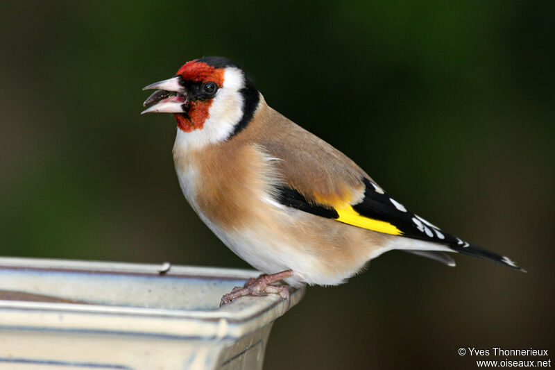 European Goldfinch