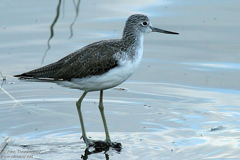 Common Greenshank