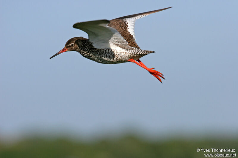 Common Redshankadult