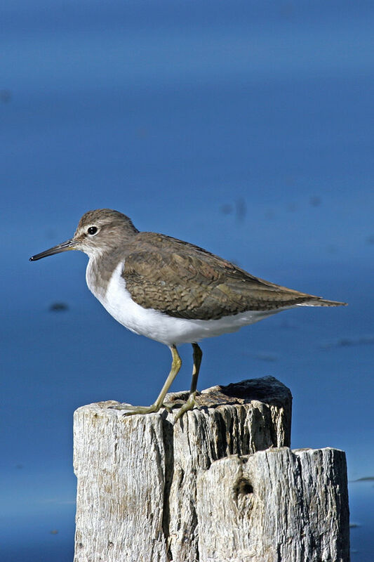 Common Sandpiper