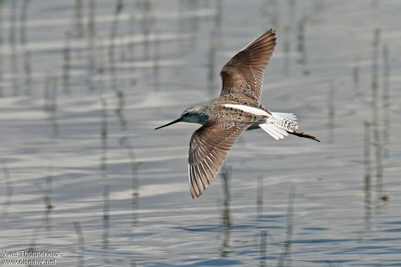 Marsh Sandpiperadult breeding, Flight