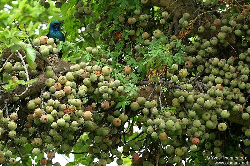 Greater Blue-eared Starling