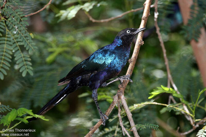 Rüppell's Starling