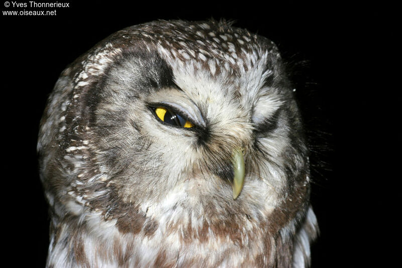 Boreal Owl