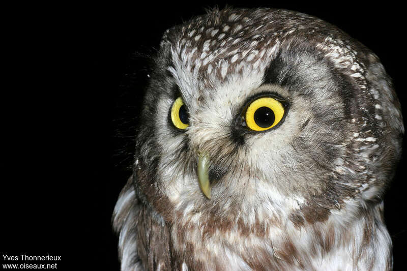 Boreal Owladult, close-up portrait