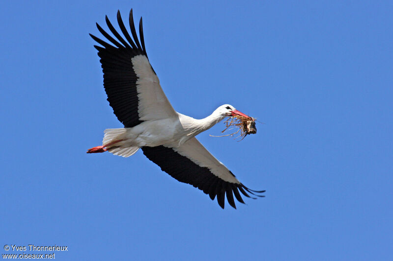 White Storkadult