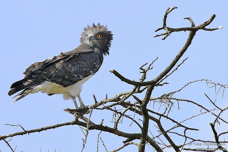 Black-chested Snake Eagle