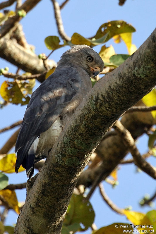 Western Banded Snake Eagle