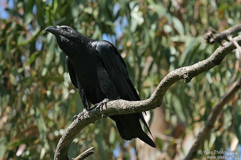 Corbeau à queue courte