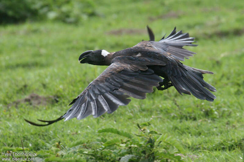 Thick-billed Ravenadult, Flight