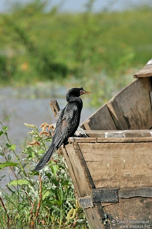 Cormoran africain