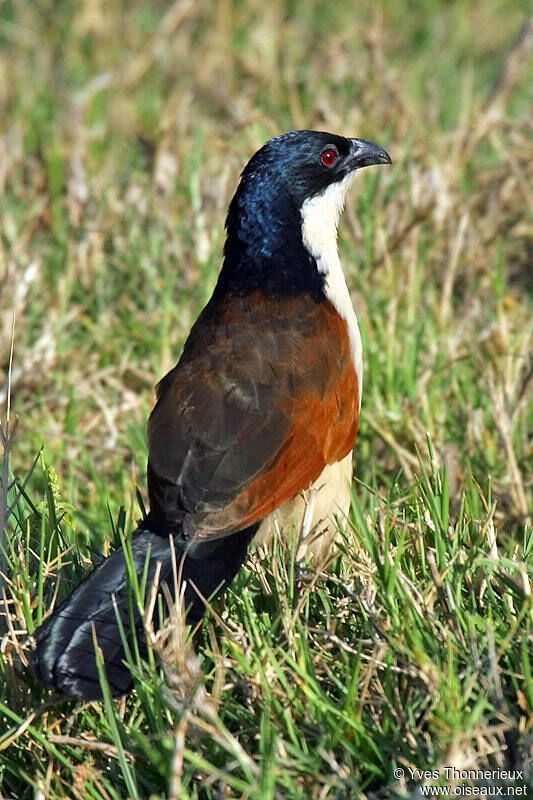 Coucal à nuque bleue