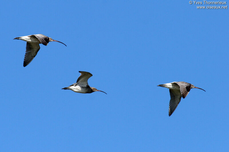 Eurasian Curlew