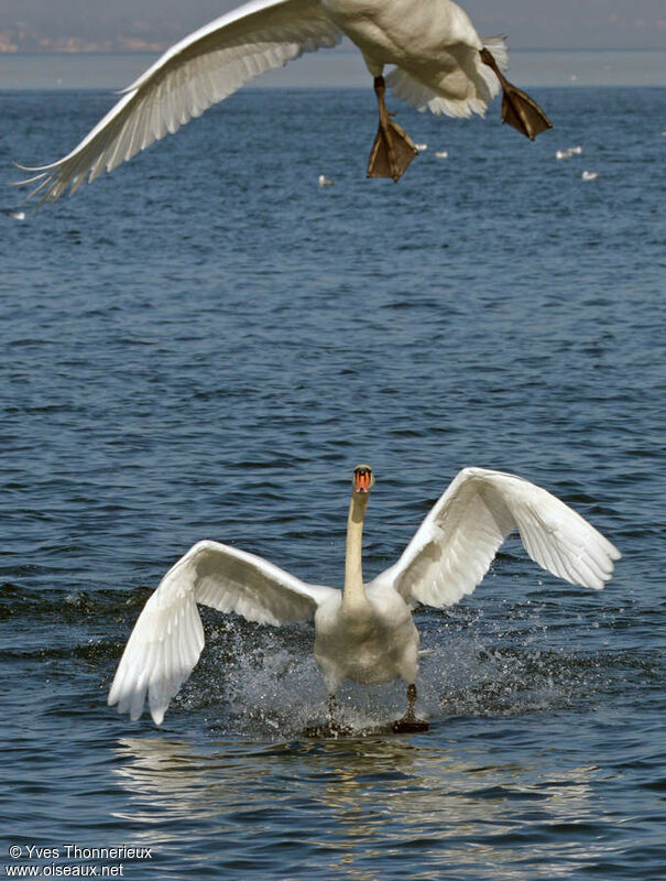 Cygne tuberculé