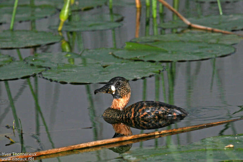 White-backed Duckadult, identification