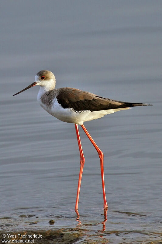 Black-winged Stilt