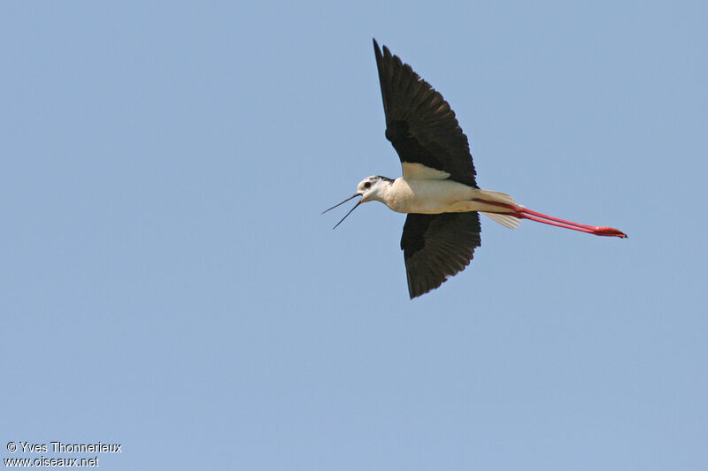 Black-winged Stiltadult