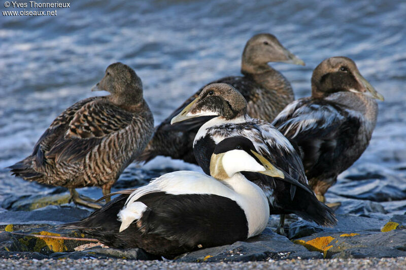 Eider à duvet 