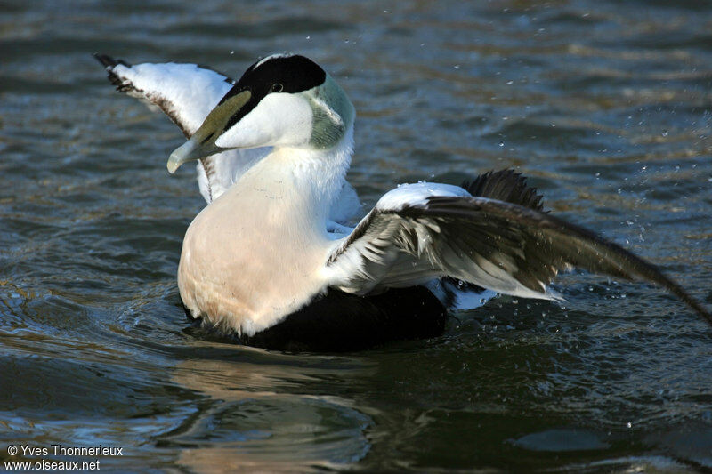 Common Eider