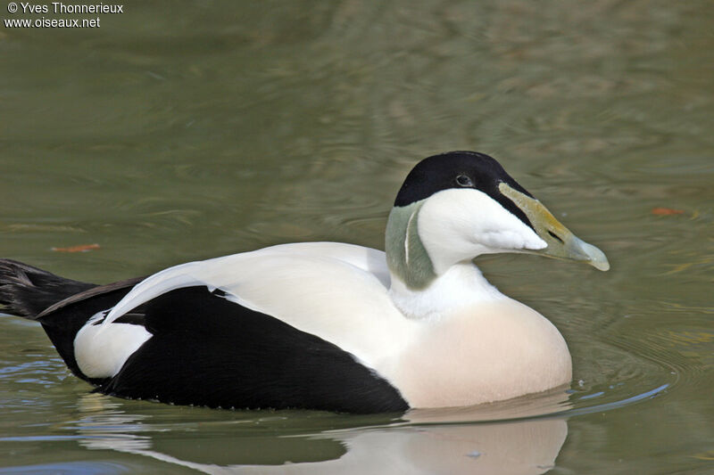 Eider à duvet mâle adulte