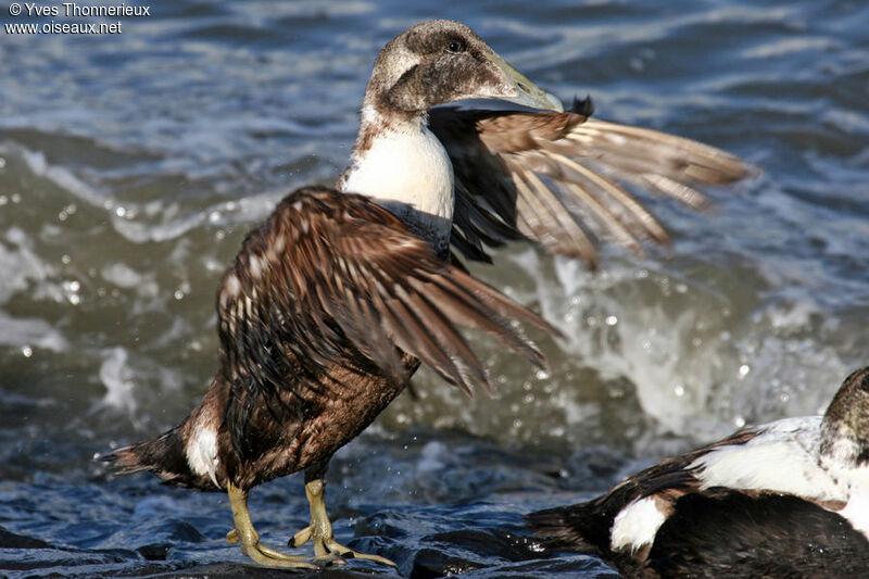 Common Eider male immature