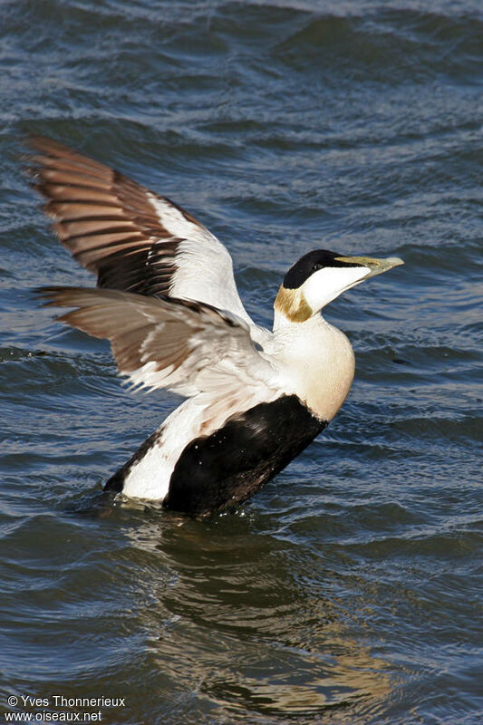 Eider à duvet mâle