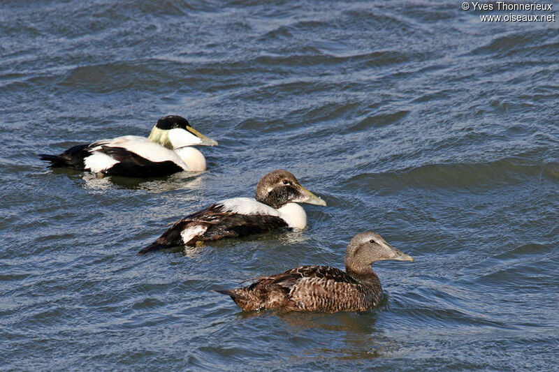 Common Eider 