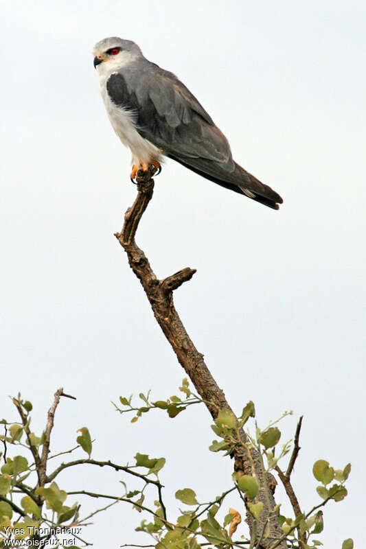 Black-winged Kiteadult, identification